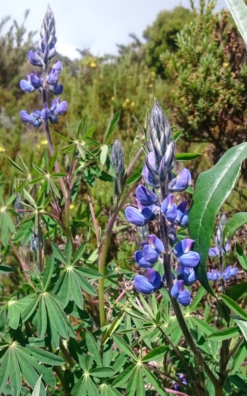 Lupinus costaricensis