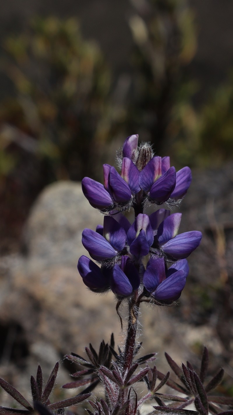 Lupinus costaricensis photo 2