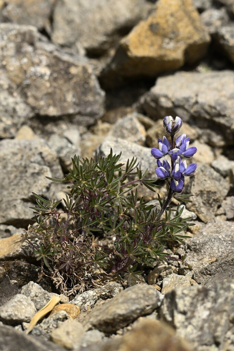 Lupinus costaricensis photo 3