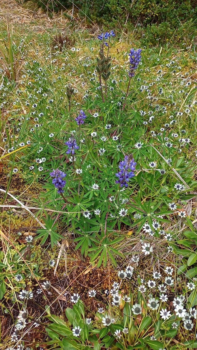 Lupinus costaricensis photo 4