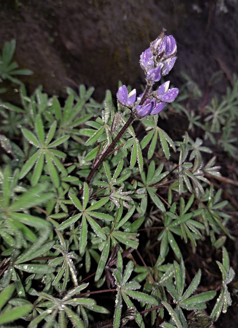 Lupinus costaricensis photo 5