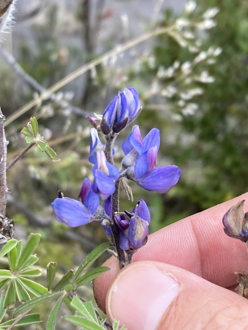 Lupinus costaricensis photo 6