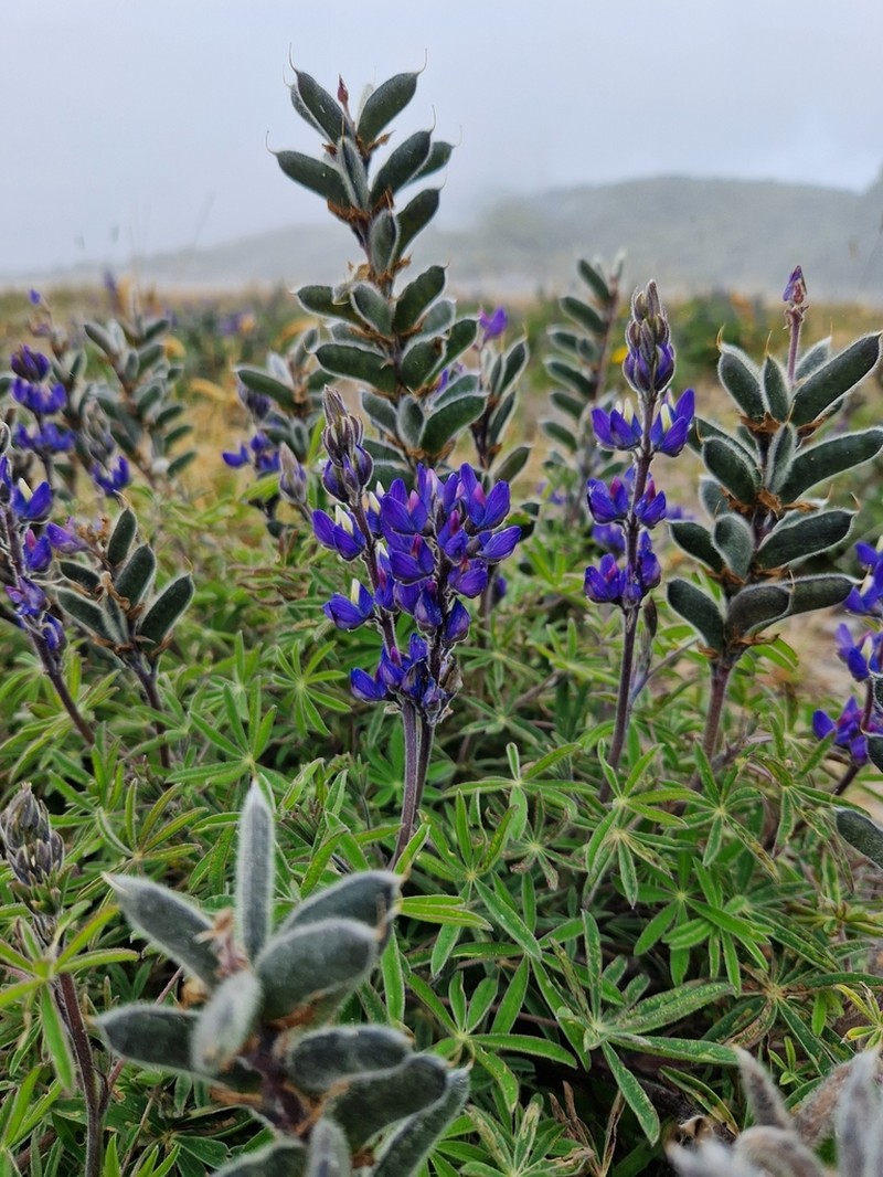 Lupinus costaricensis photo 7