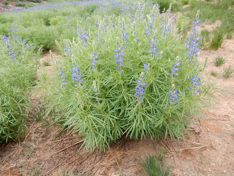 Shaggy Lupine photo 3