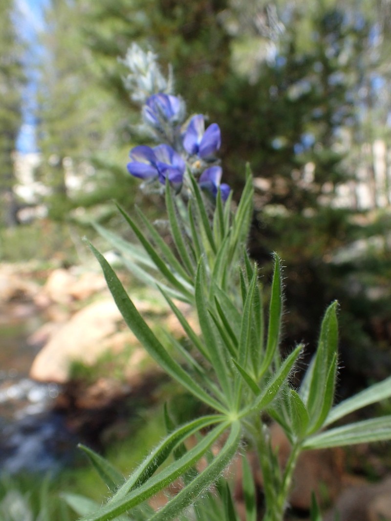 Shaggy Lupine photo 4