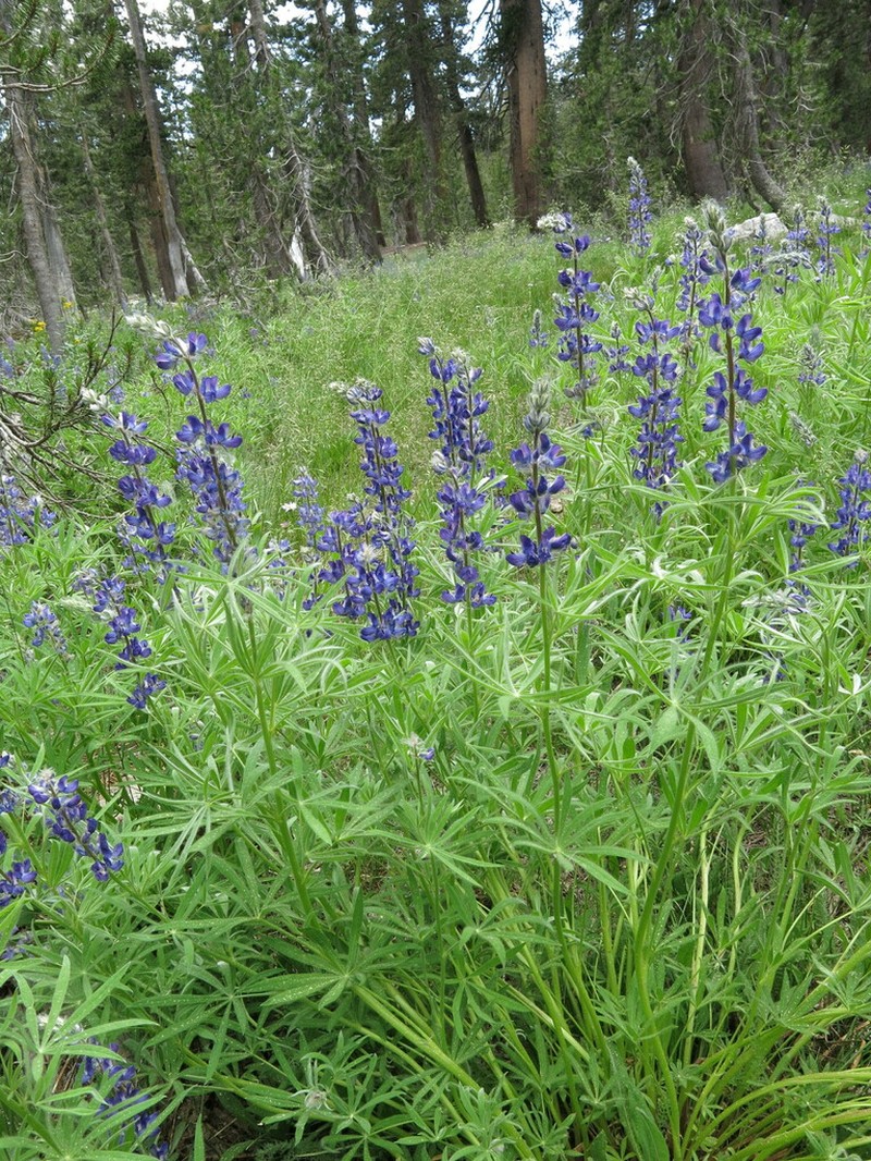 Shaggy Lupine photo 5