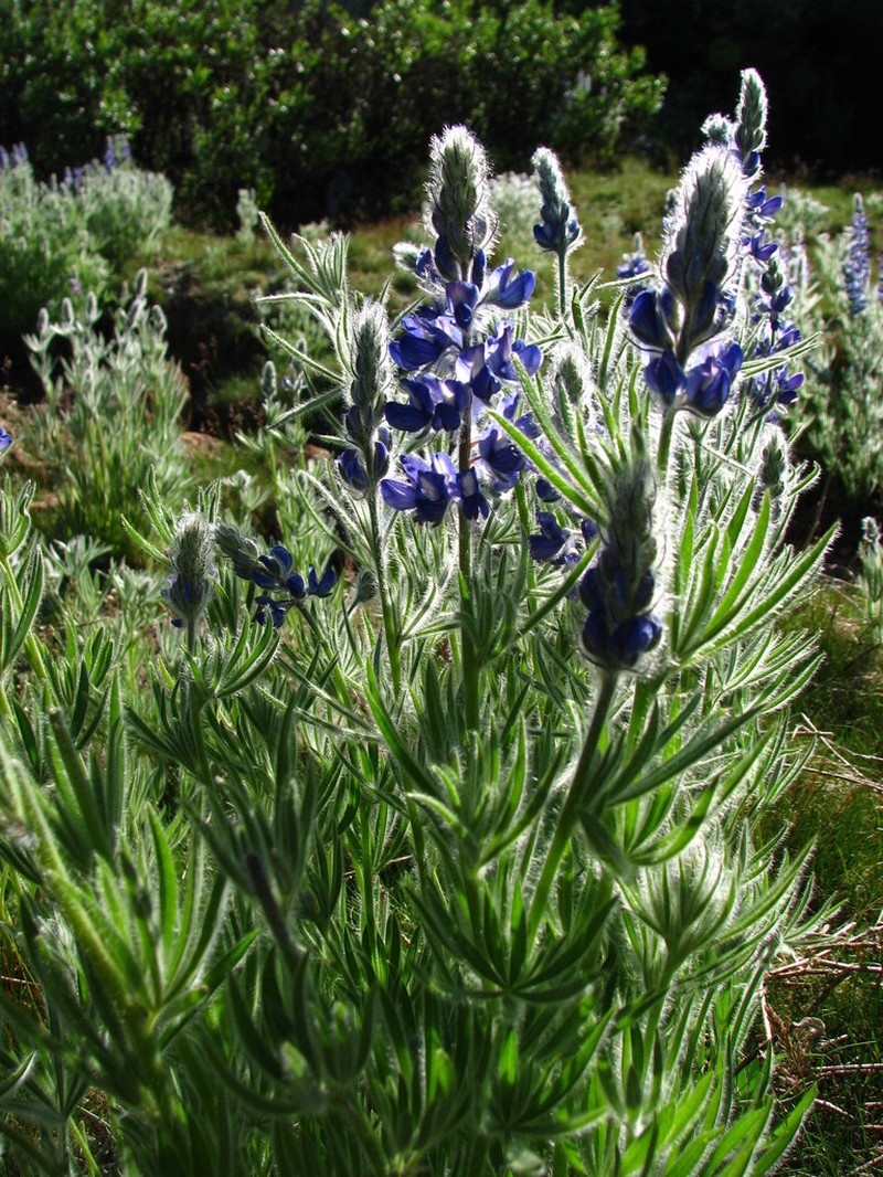 Shaggy Lupine photo 6