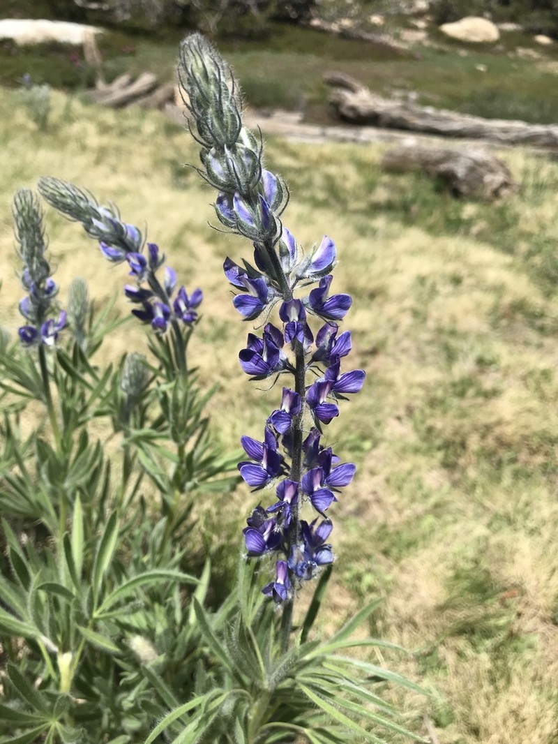 Shaggy Lupine photo 7