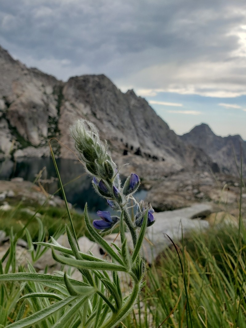 Shaggy Lupine photo 8