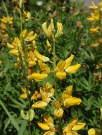 Saffron-Flowered Lupine
