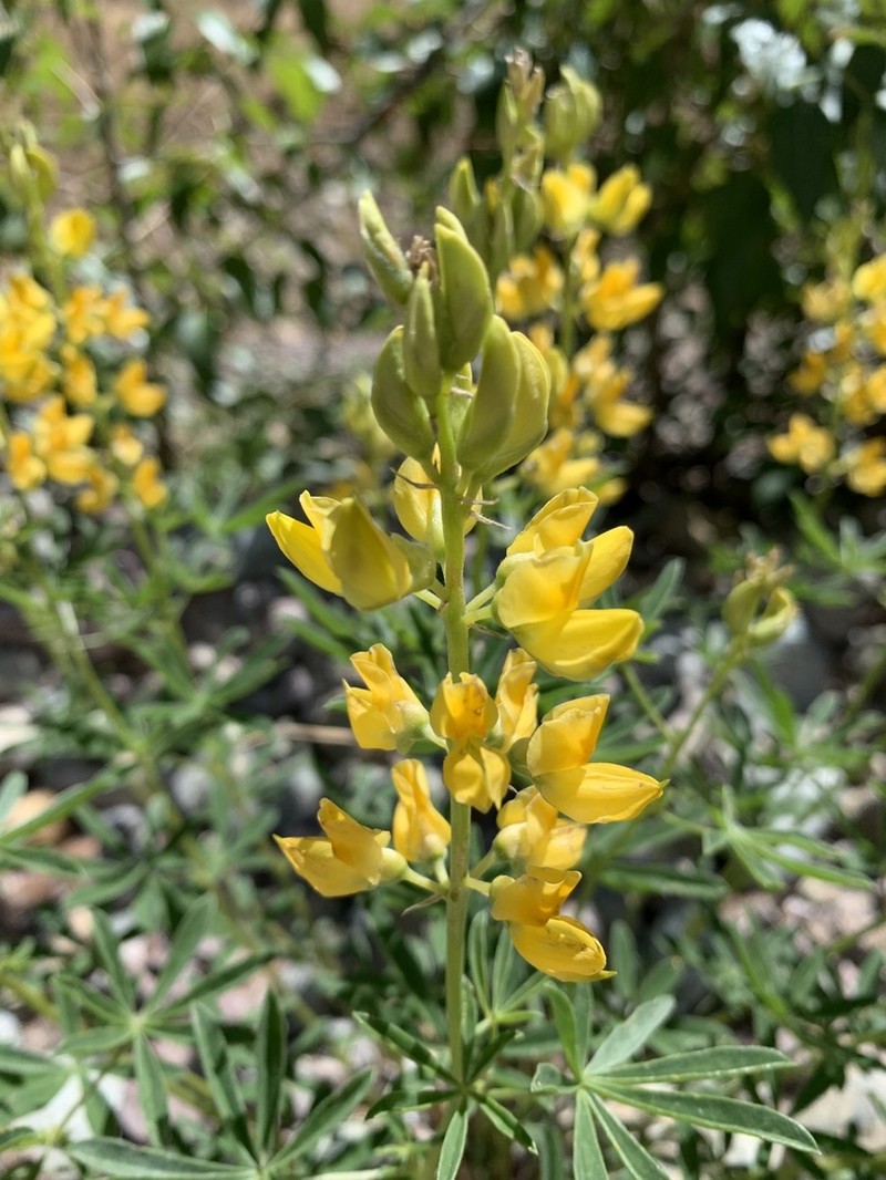 Saffron-Flowered Lupine photo 2