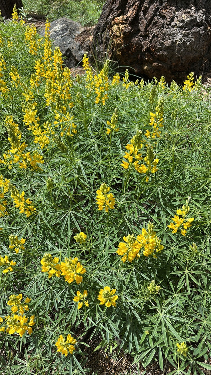 Saffron-Flowered Lupine photo 3