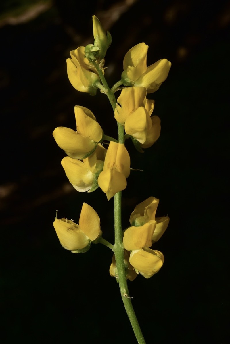Saffron-Flowered Lupine photo 4