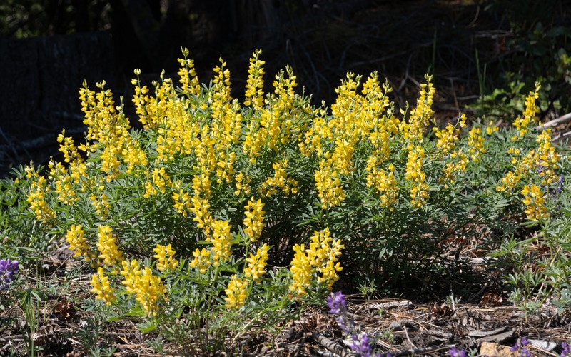 Saffron-Flowered Lupine photo 5