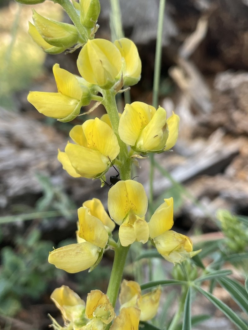 Saffron-Flowered Lupine photo 7