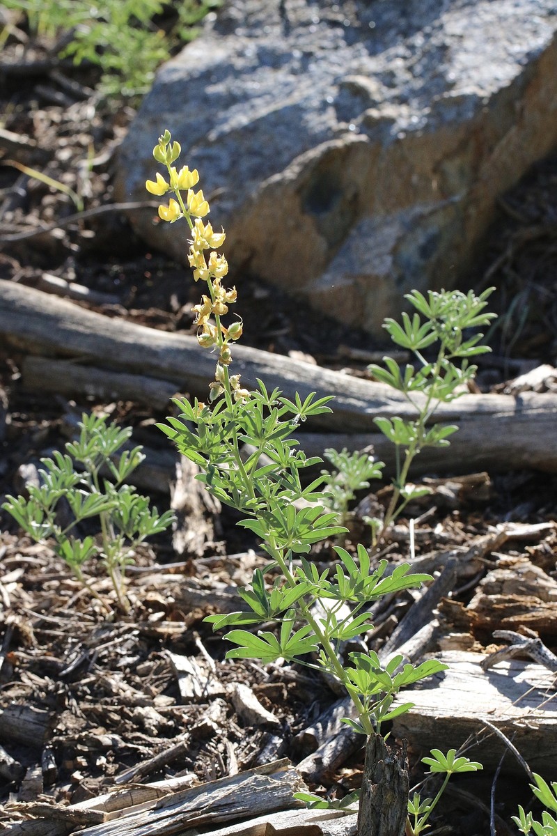 Lupinus croceus var. croceus