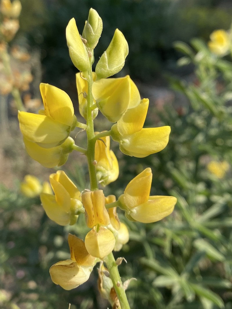 Lupinus croceus var. croceus photo 2