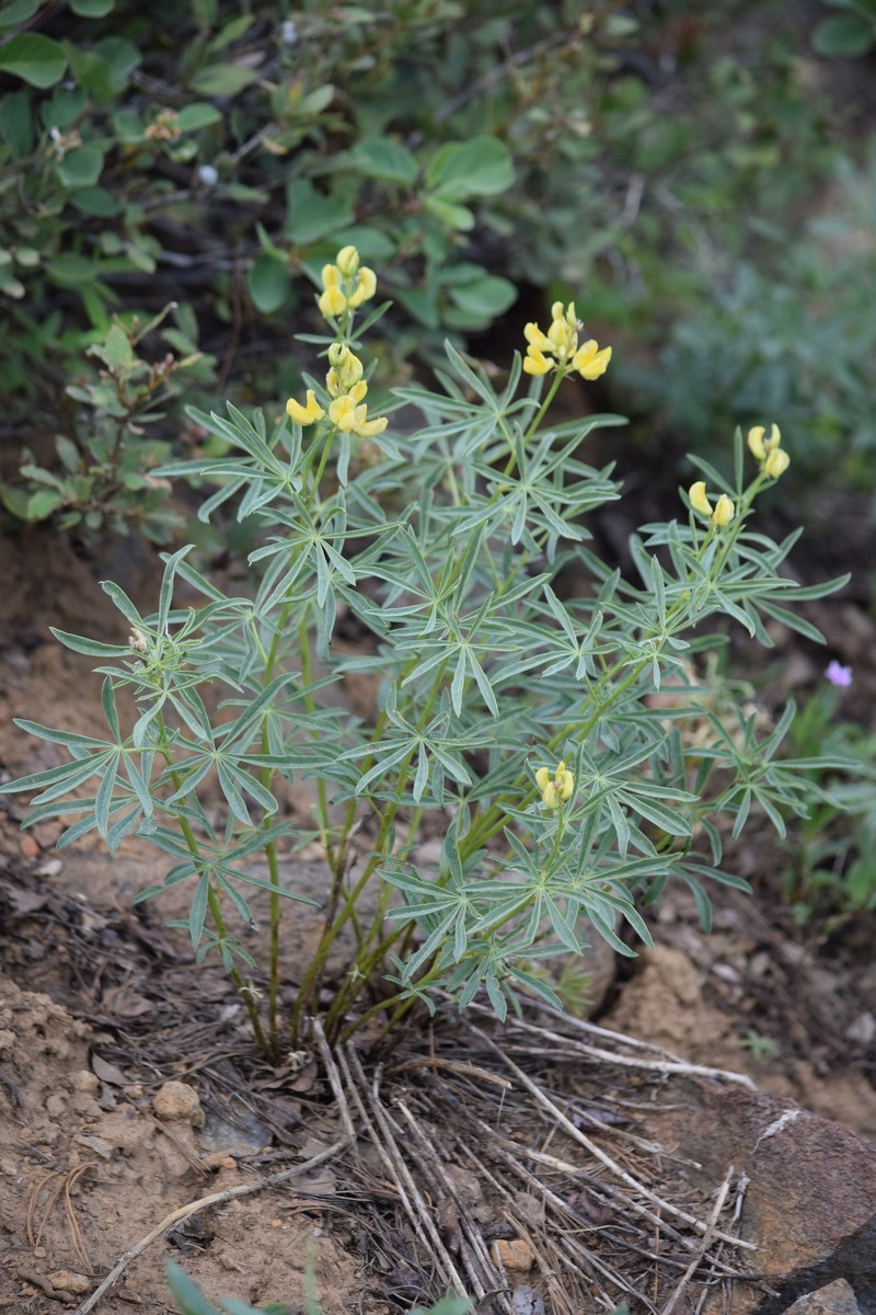 Lupinus croceus var. croceus photo 3