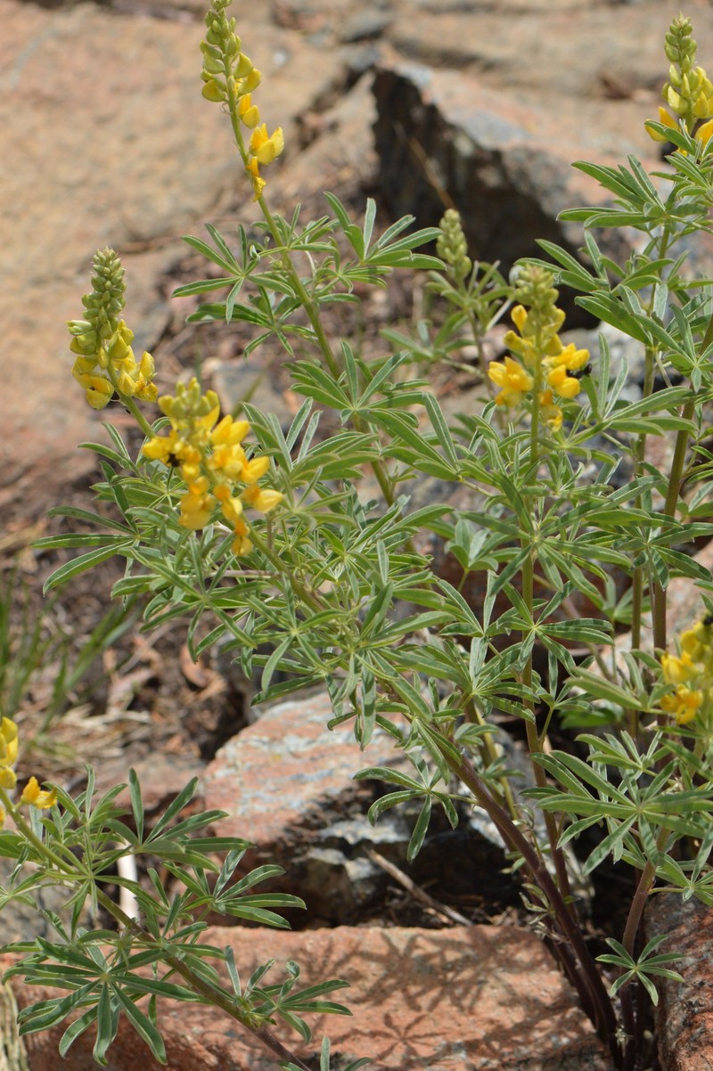 Lupinus croceus var. croceus photo 4