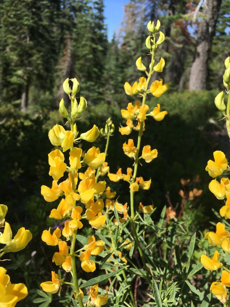 Lupinus croceus var. croceus photo 5
