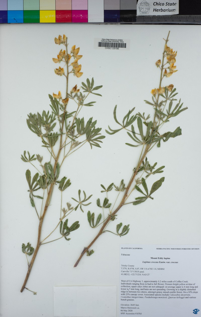 Lupinus croceus var. croceus photo 6