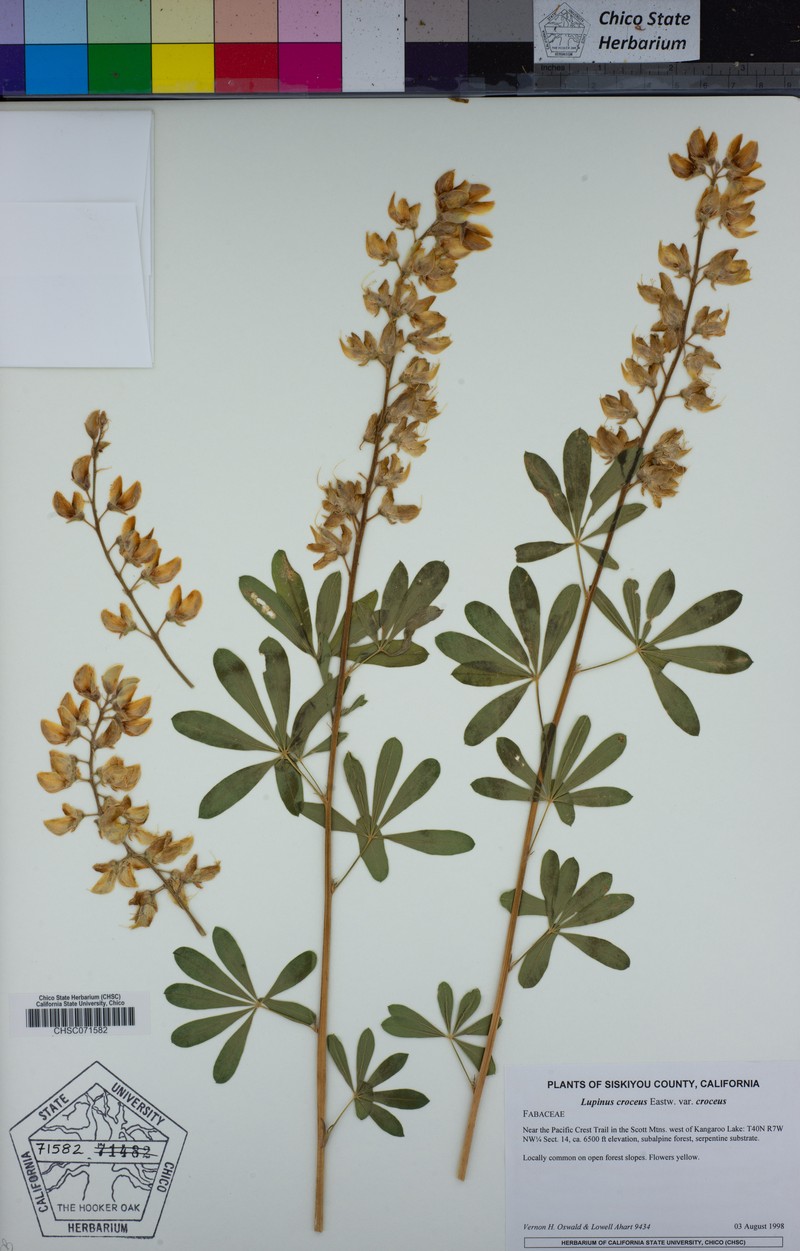 Lupinus croceus var. croceus photo 7