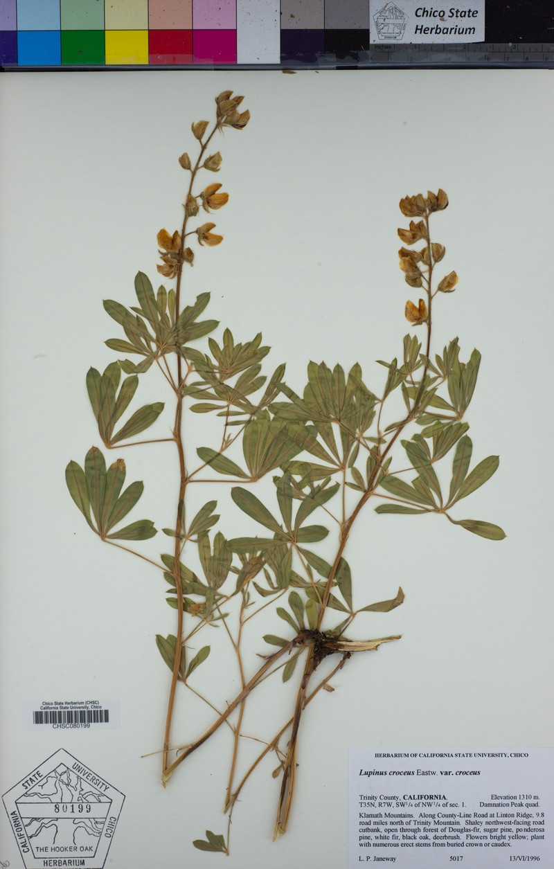 Lupinus croceus var. croceus photo 8