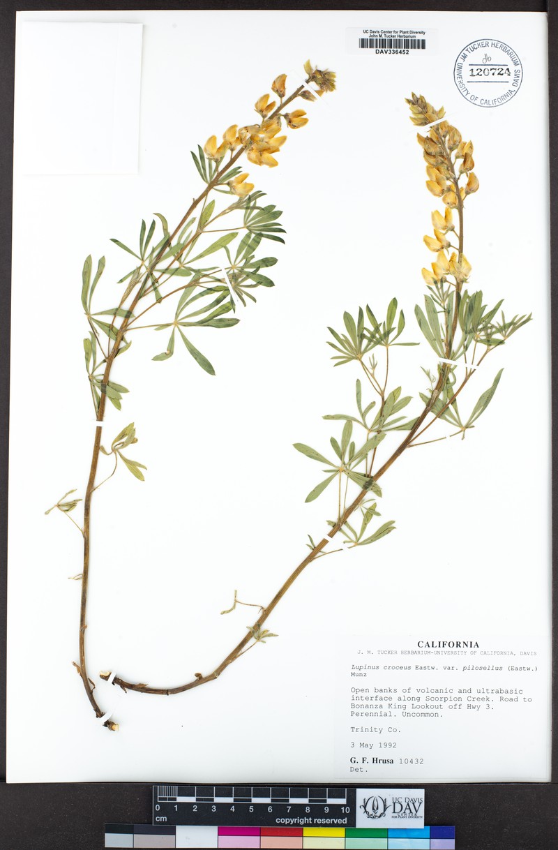 Lupinus croceus var. pilosellus