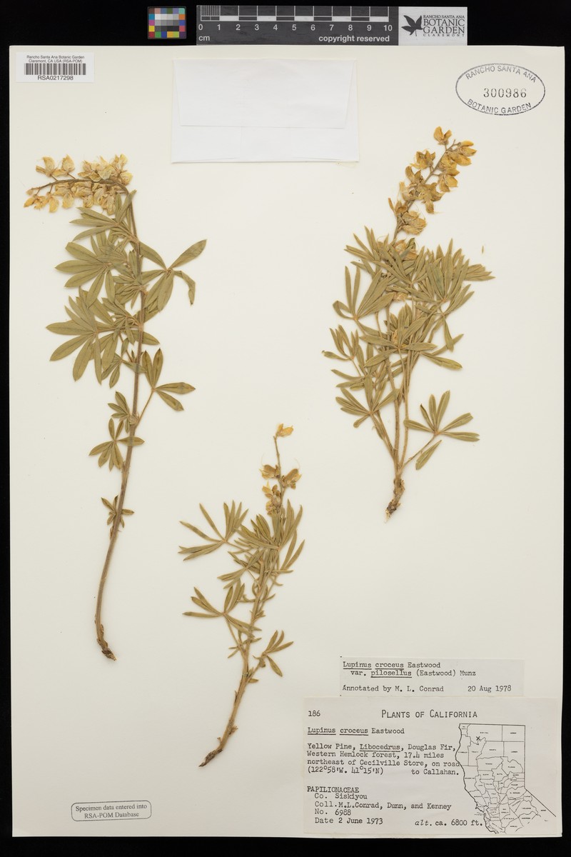 Lupinus croceus var. pilosellus photo 2