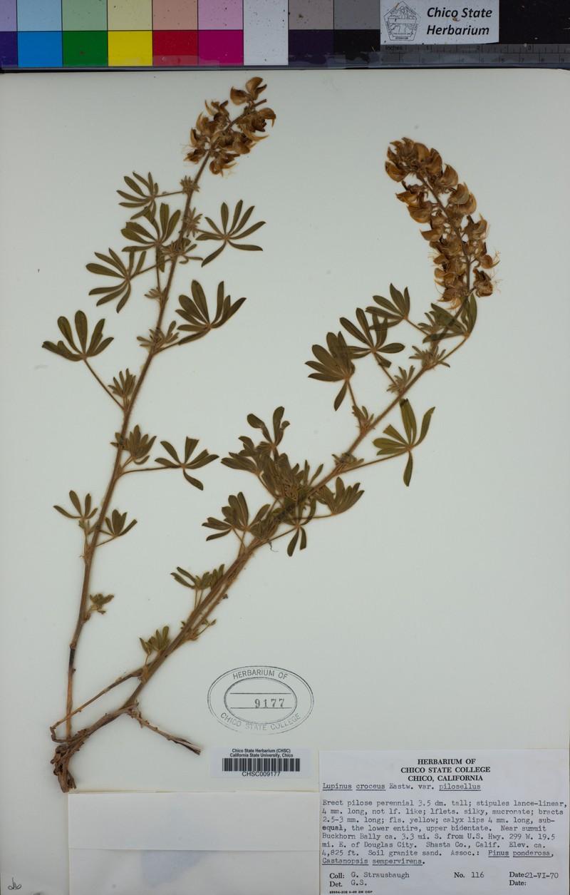Lupinus croceus var. pilosellus photo 3