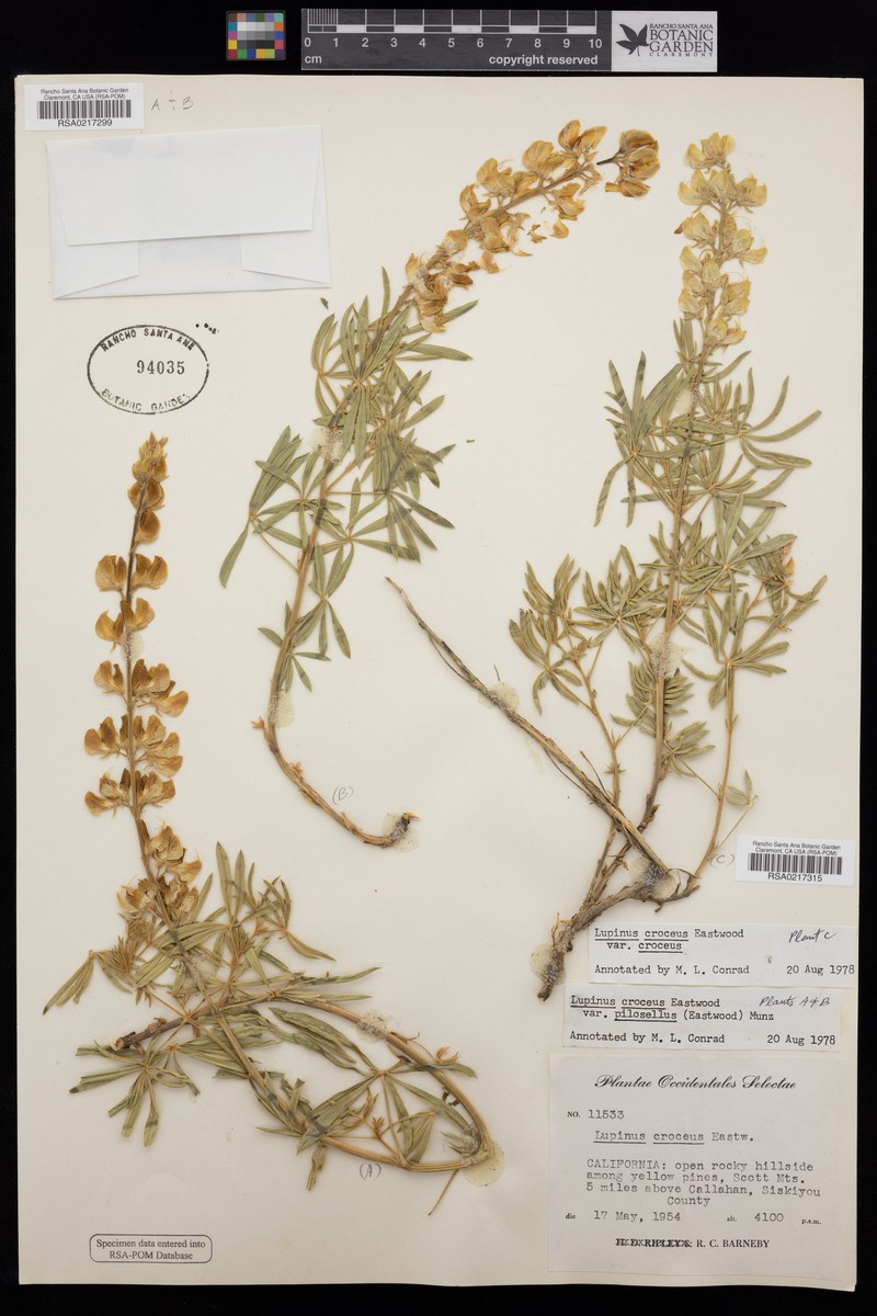 Lupinus croceus var. pilosellus photo 4