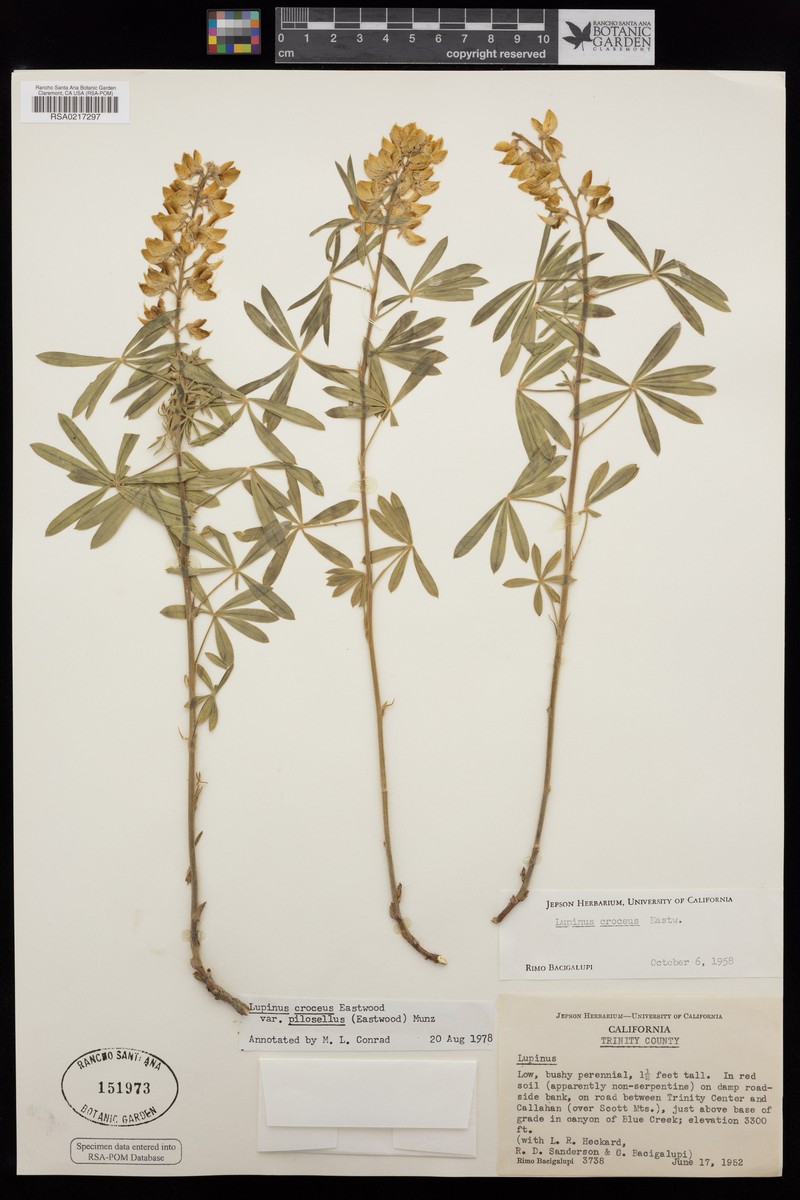 Lupinus croceus var. pilosellus photo 5