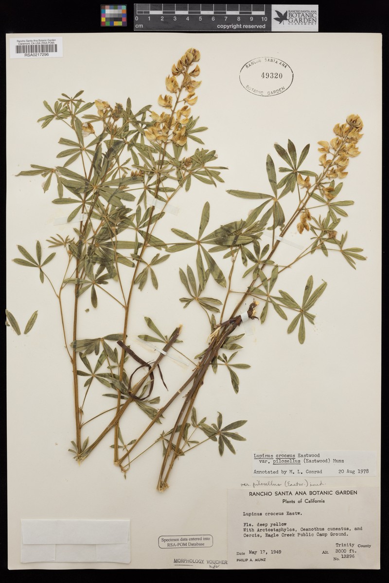 Lupinus croceus var. pilosellus photo 6