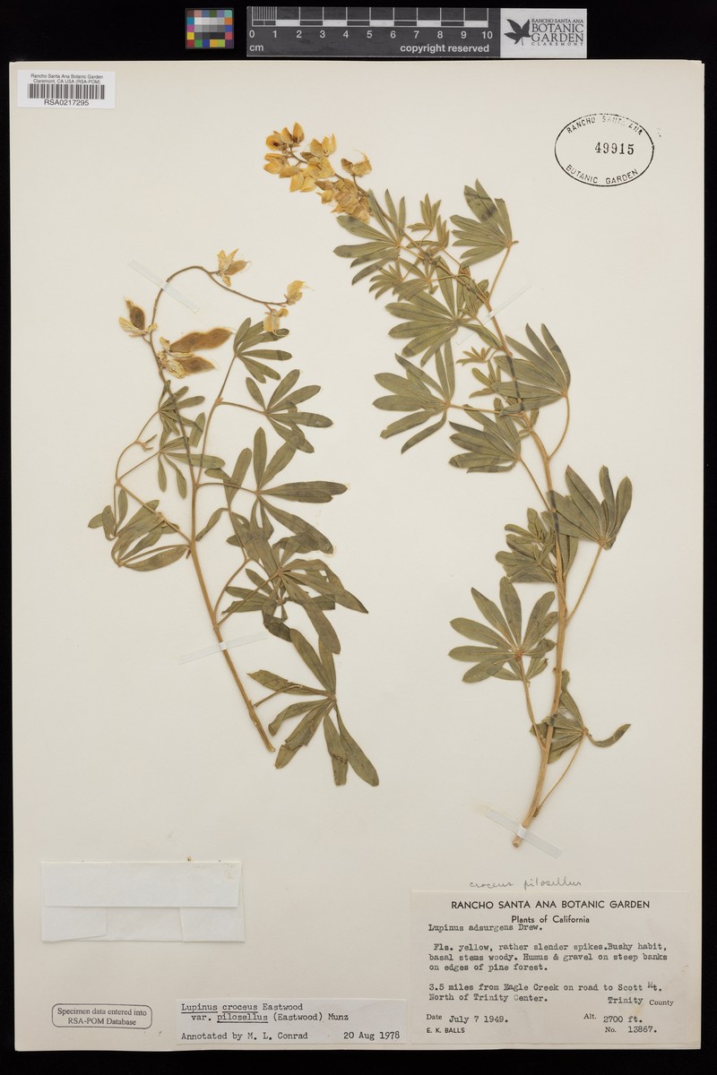Lupinus croceus var. pilosellus photo 7