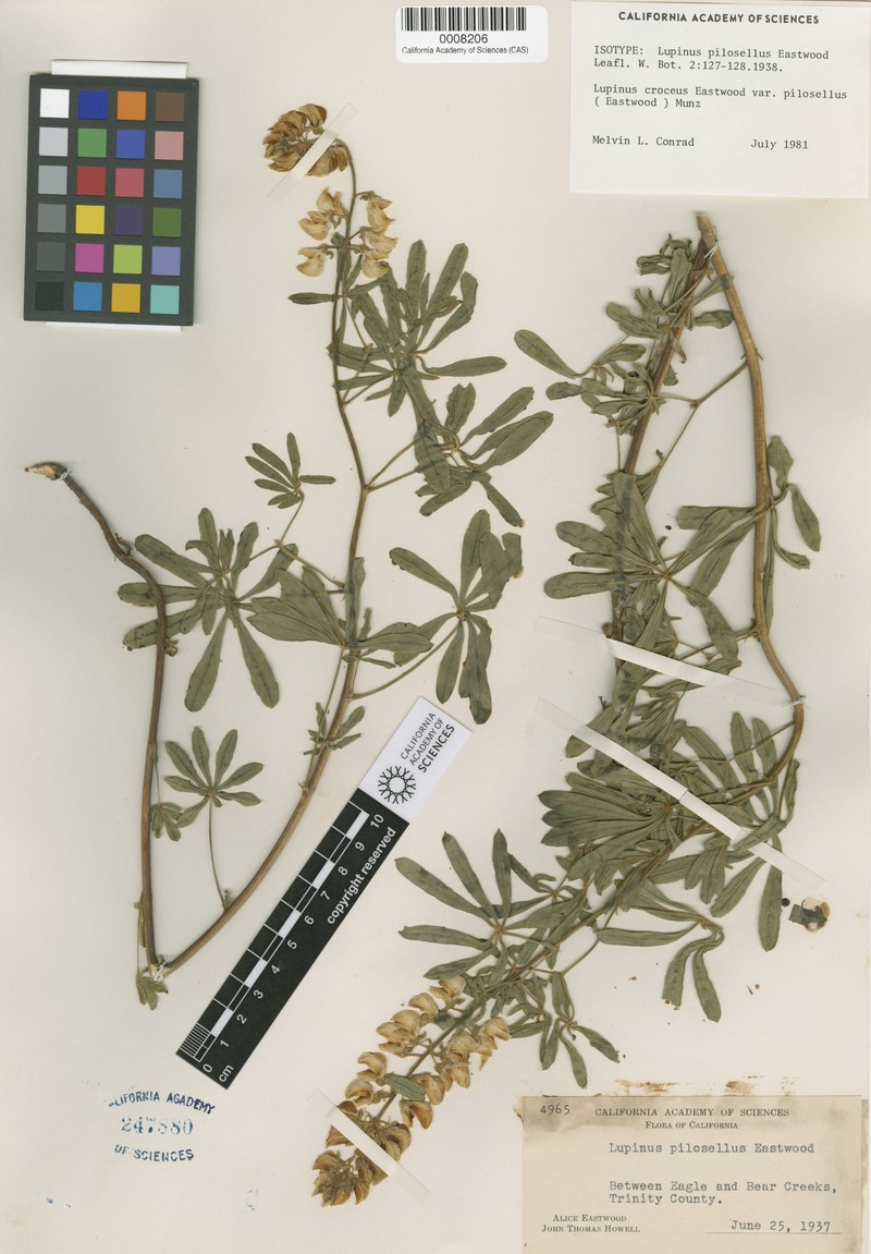 Lupinus croceus var. pilosellus photo 8
