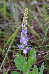 Lupinus crotalarioides