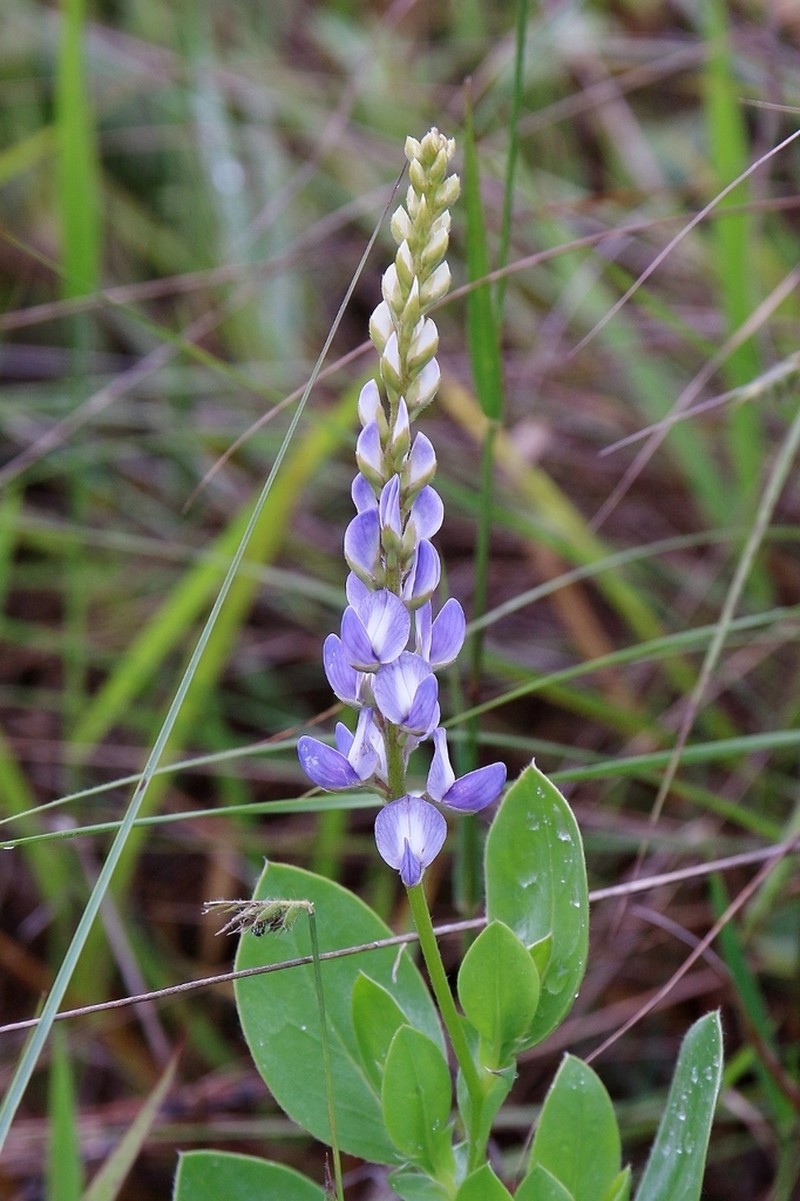 Lupinus crotalarioides
