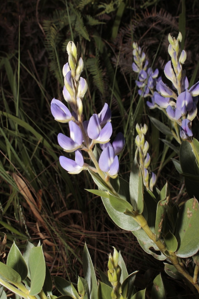 Lupinus crotalarioides photo 2