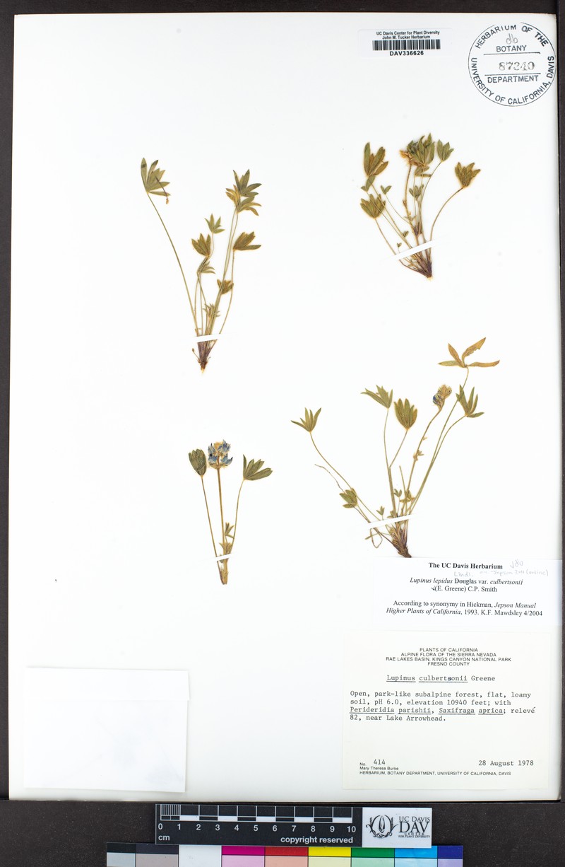 Hoskett Meadows Lupine photo 2