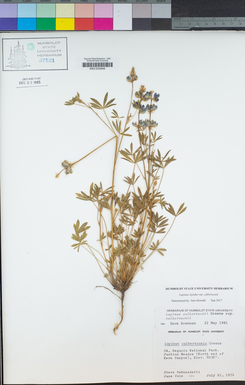 Hoskett Meadows Lupine photo 5