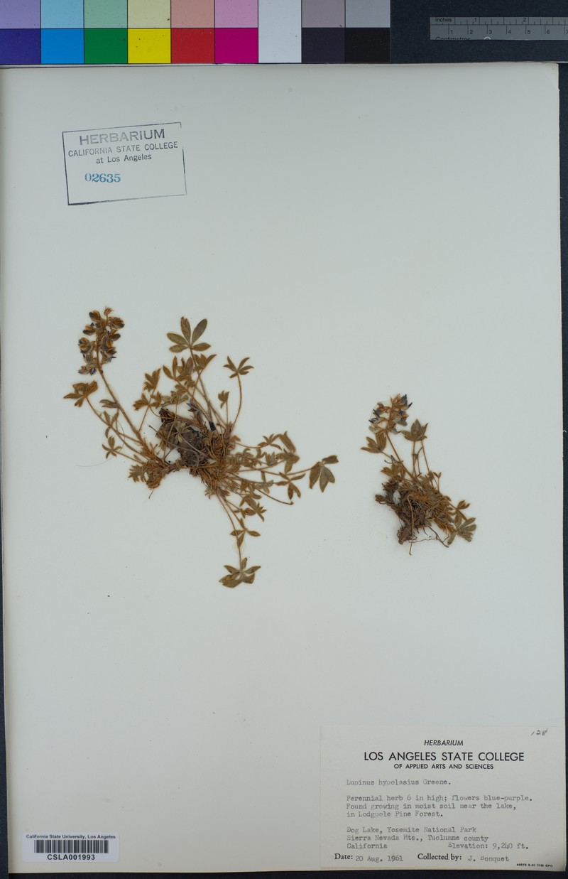 Lupinus culbertsonii subsp. hypolasius photo 4