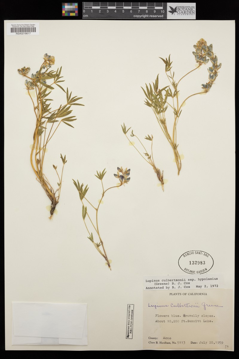 Lupinus culbertsonii subsp. hypolasius photo 5