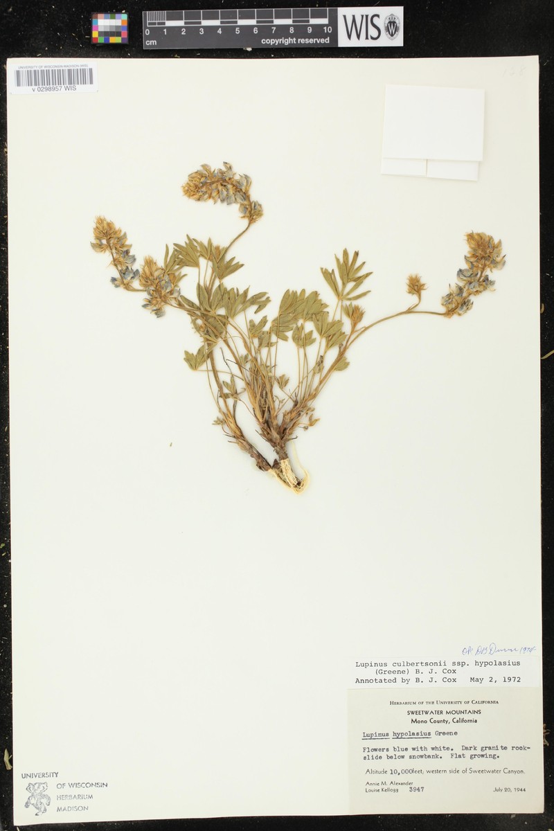 Lupinus culbertsonii subsp. hypolasius photo 8