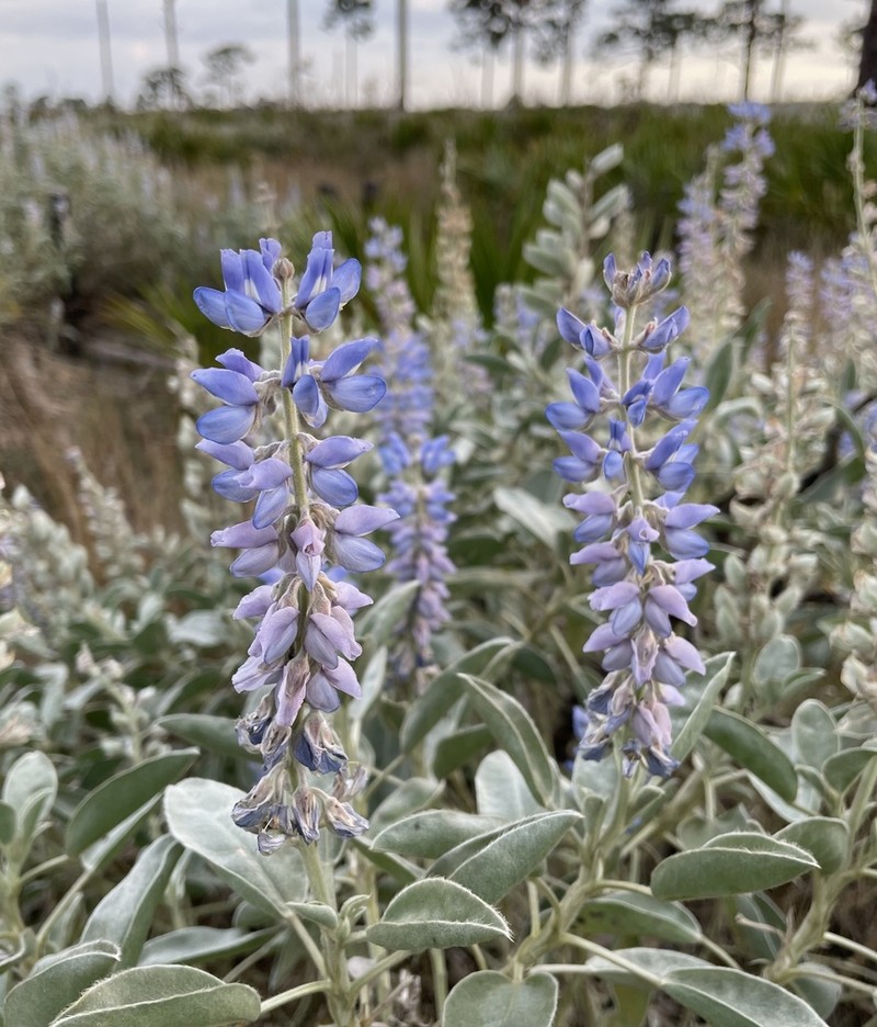 Sky-Blue Lupine photo 2