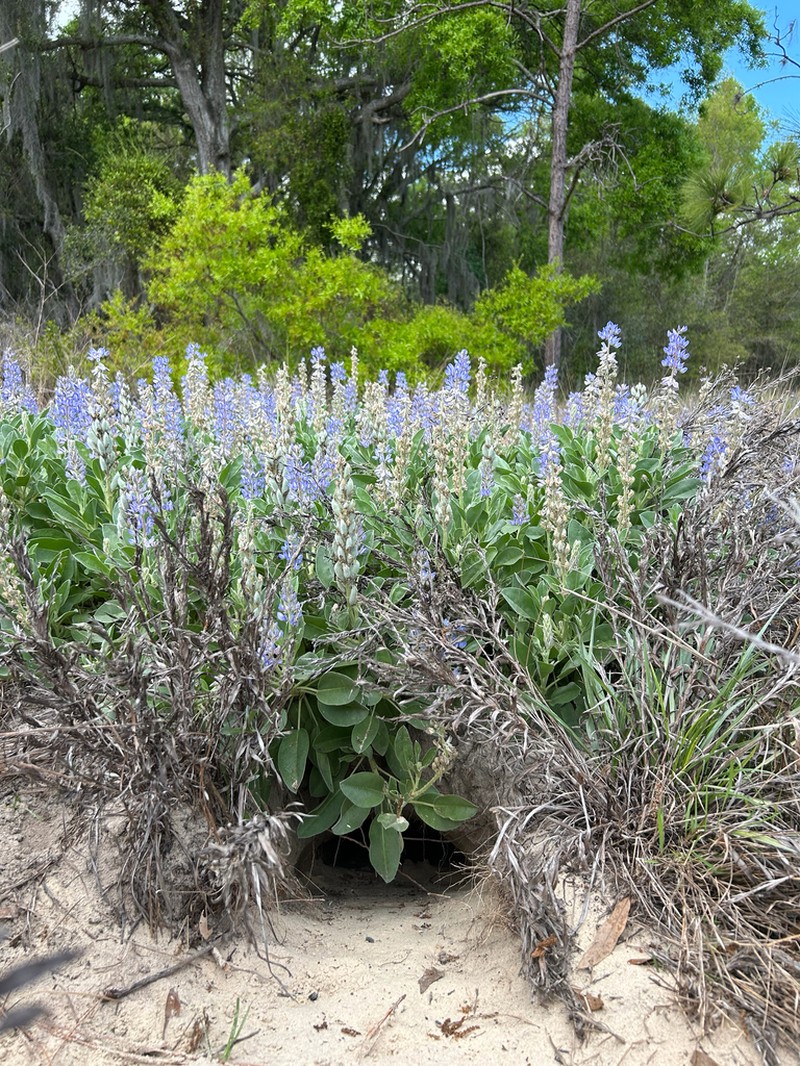 Sky-Blue Lupine photo 3