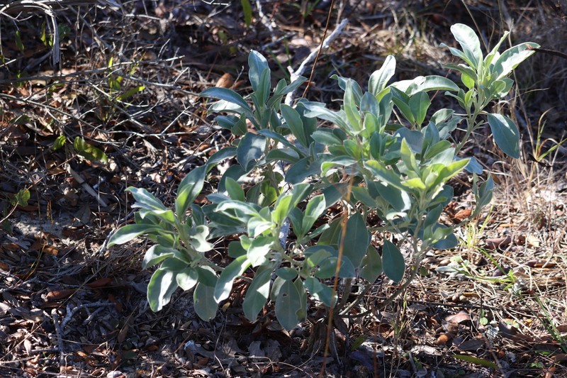Sky-Blue Lupine photo 4