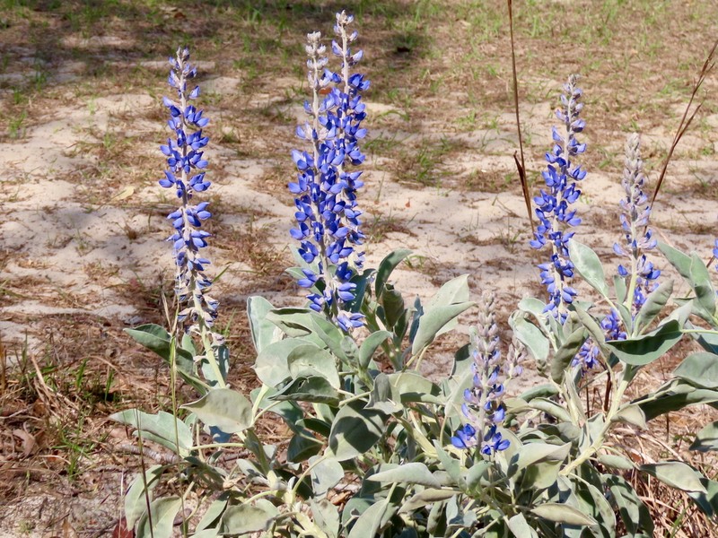 Sky-Blue Lupine photo 5