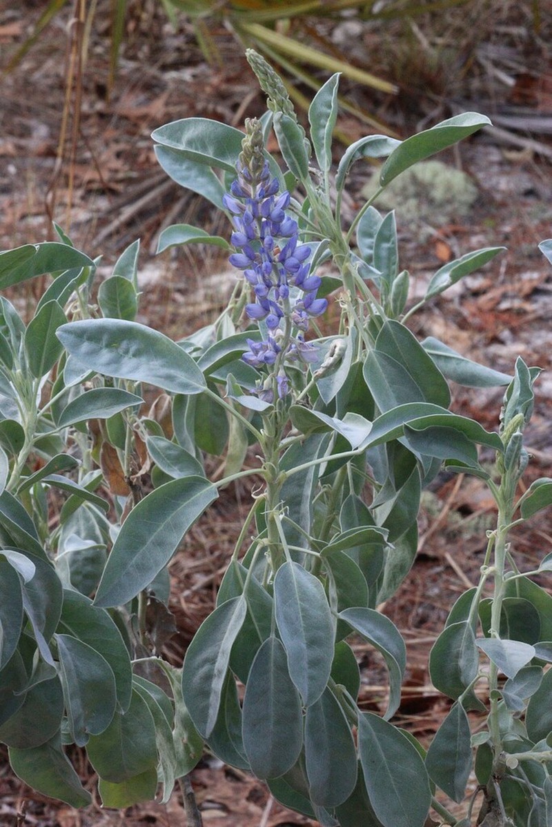 Sky-Blue Lupine photo 6