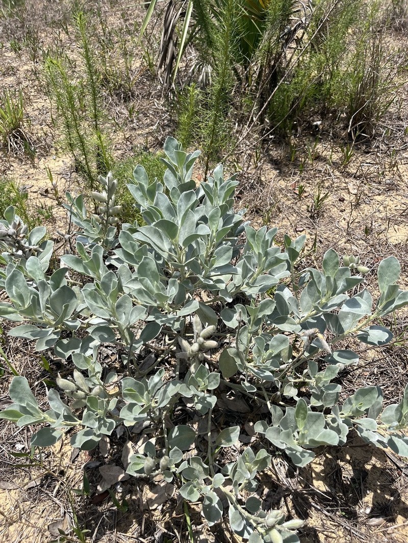 Sky-Blue Lupine photo 7