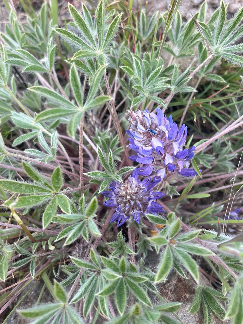 Cusick's Lupine